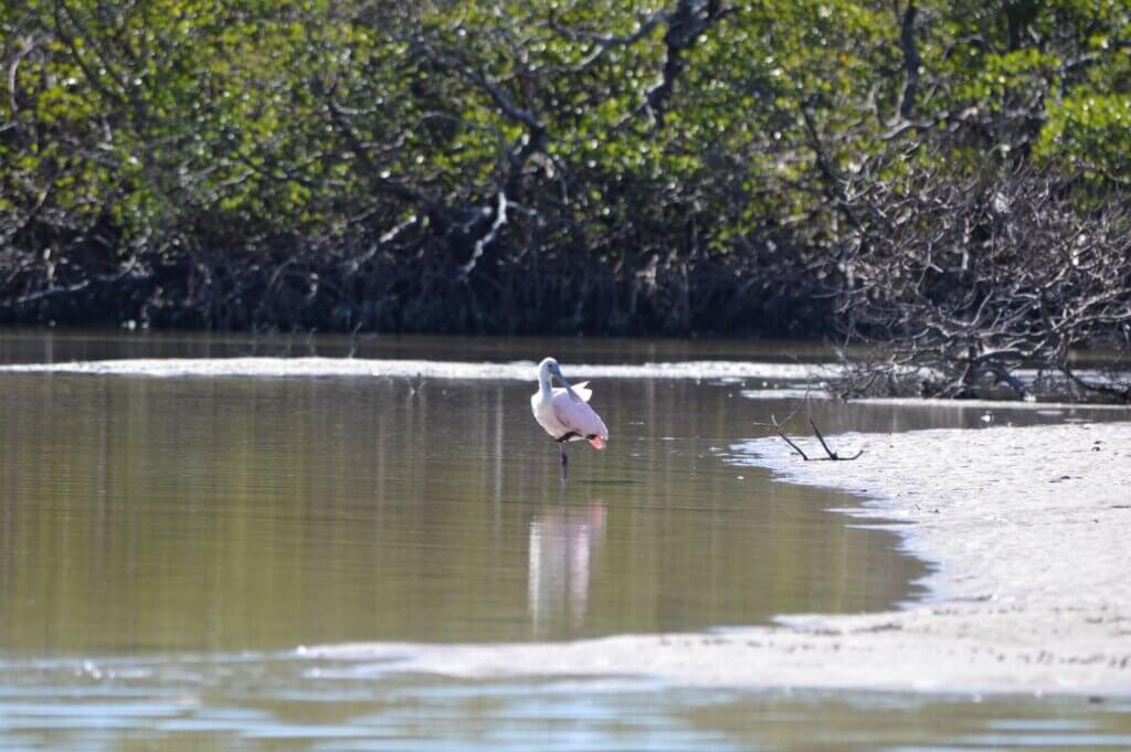 Spoonbill from Up a Creek Kayak Tours