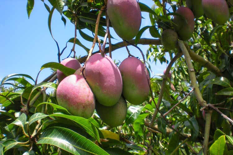 Mangos on a tree at Rockledge Gardens