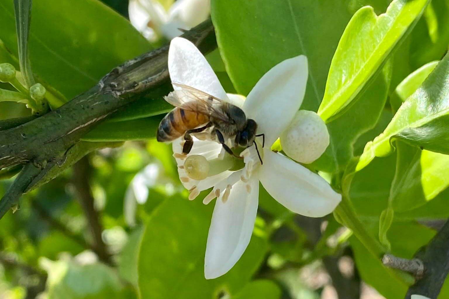 Bee on a Flower from Bee Haven Honey Company