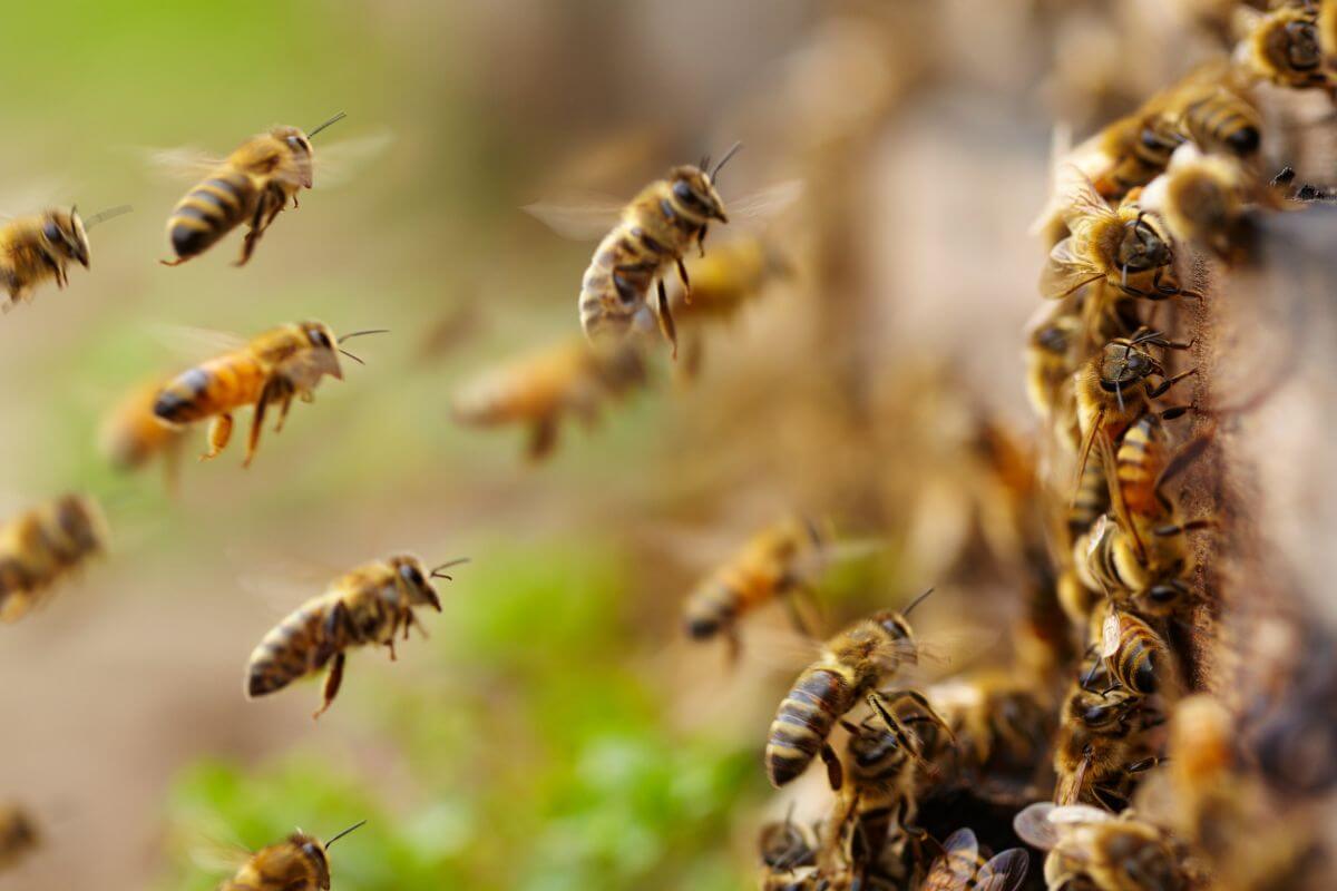 Florida honey bees flying