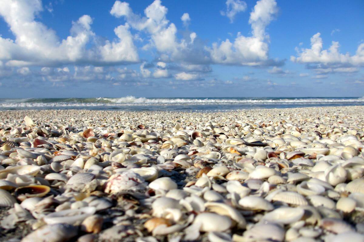 Shells on Sanibel Island.