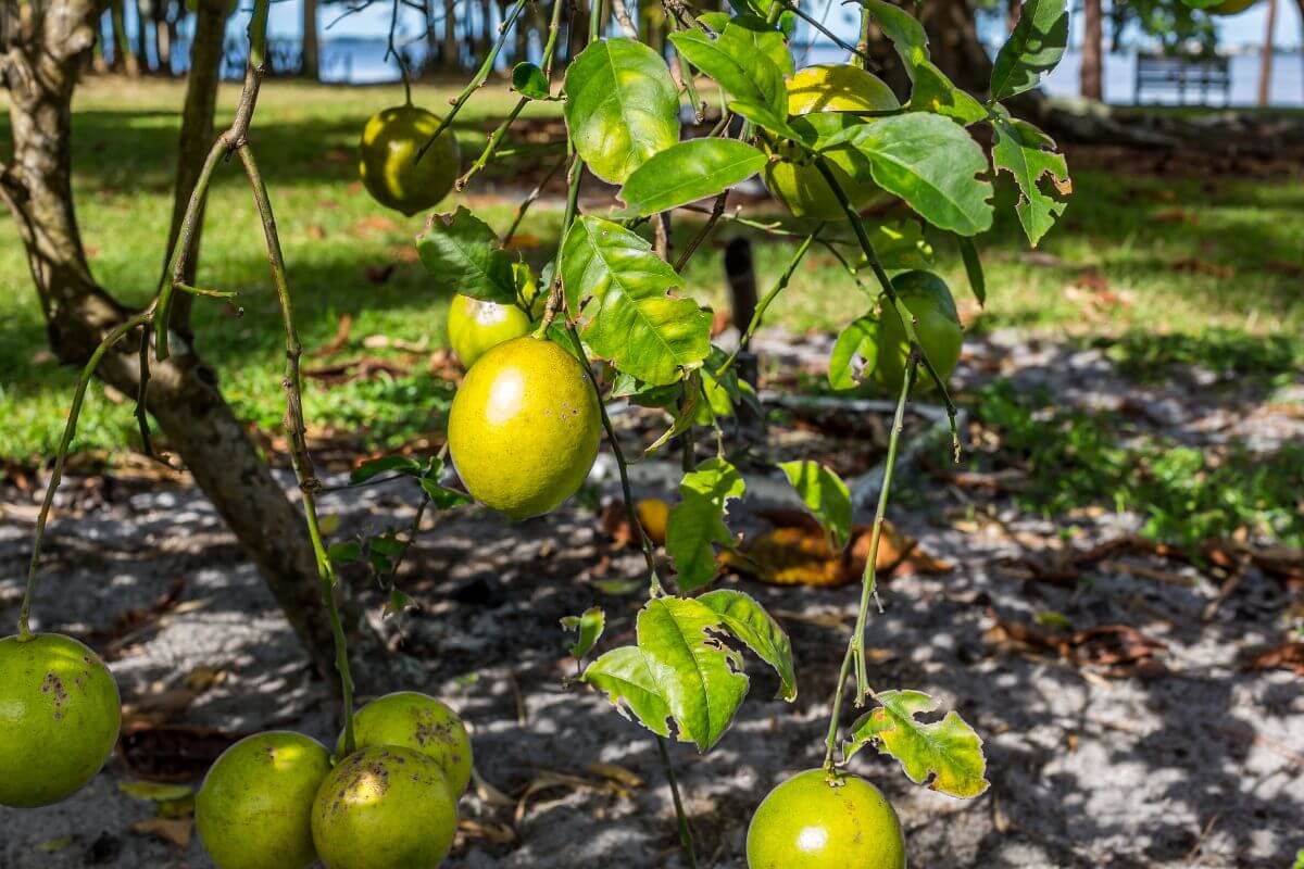 2023 Florida Mango Tree