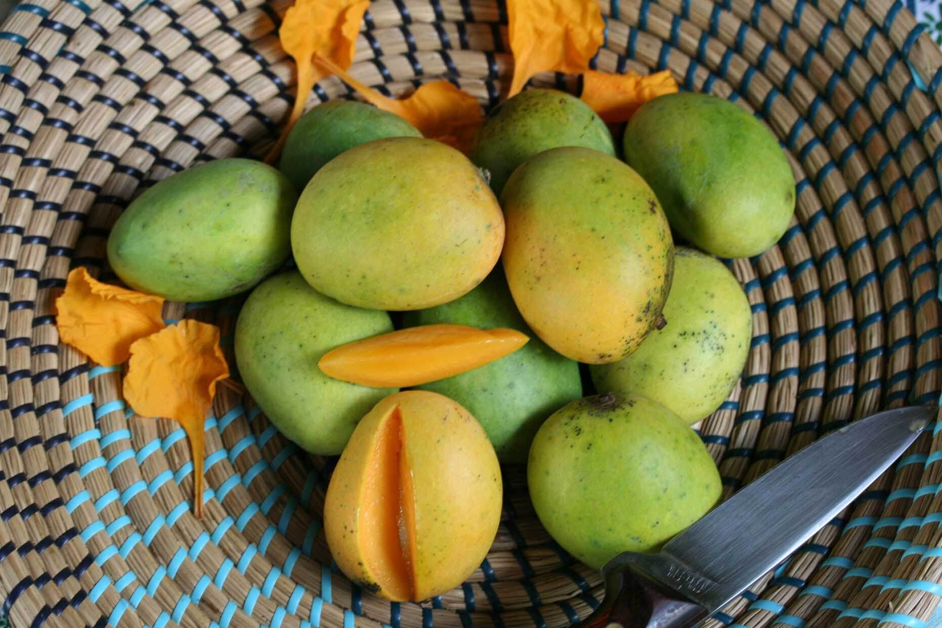 Mango Men Homestead Mangos
