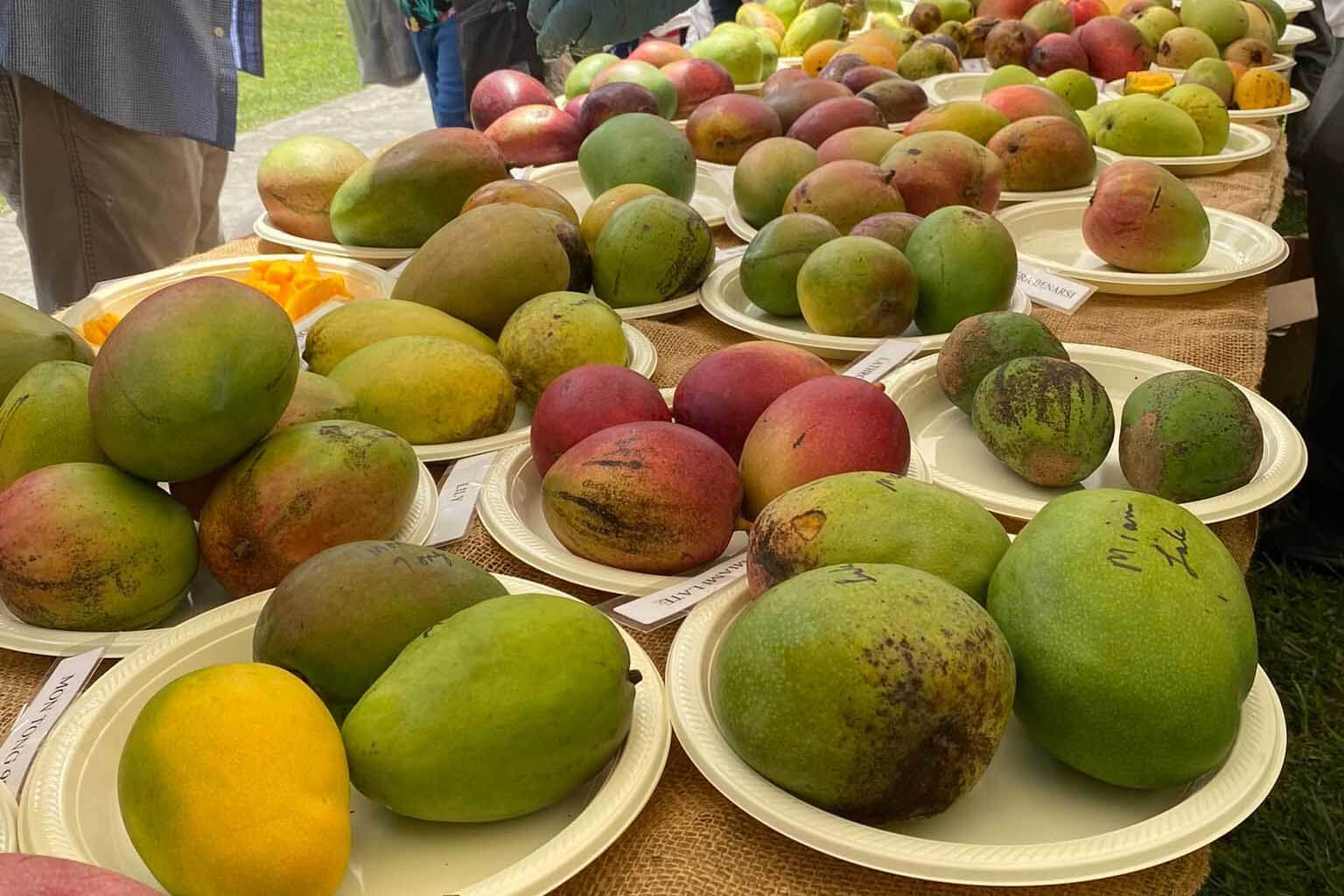 Mango Tasting from Fruit and Spice Park
