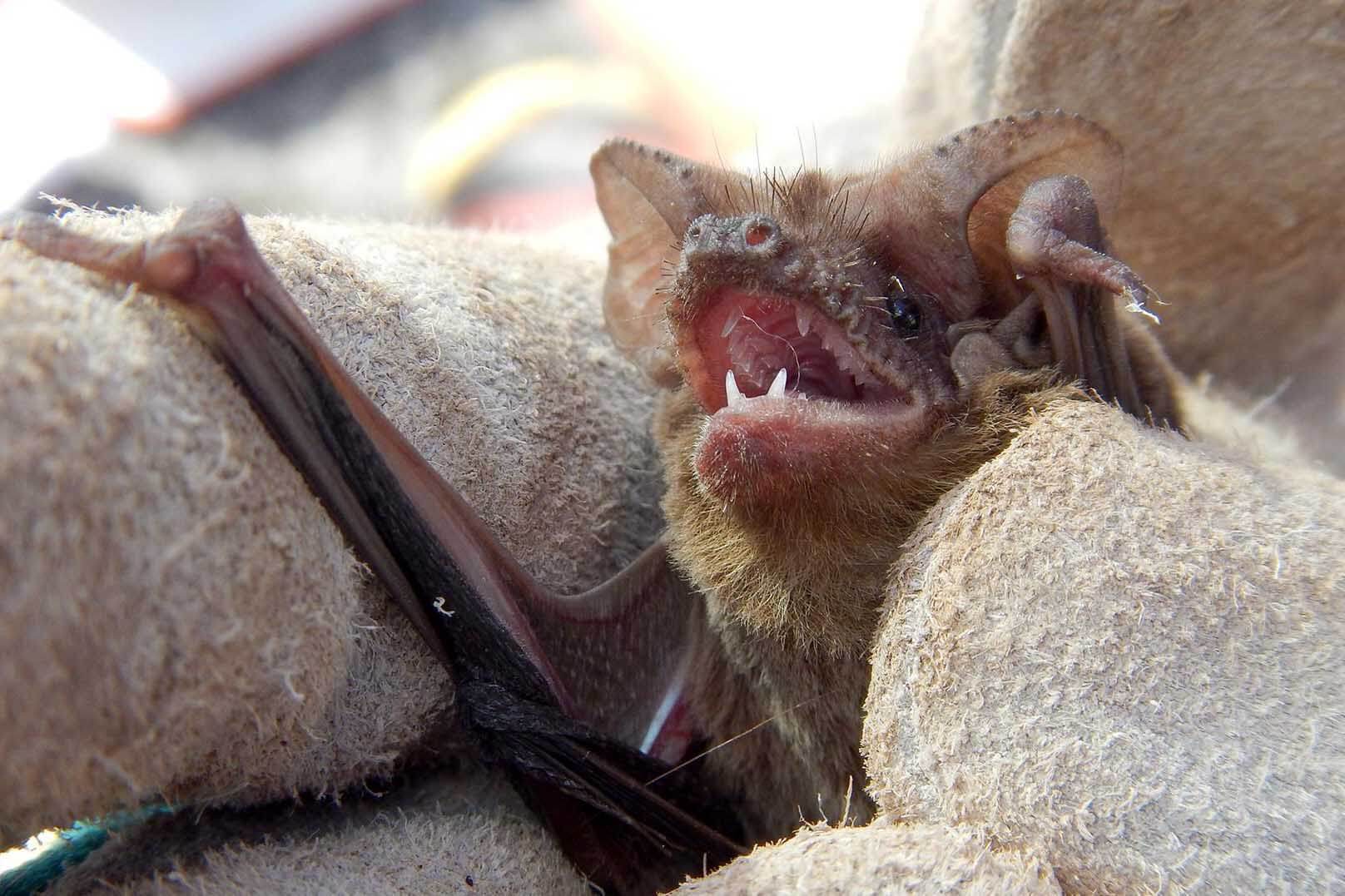 Bat in the UF Bat House, 