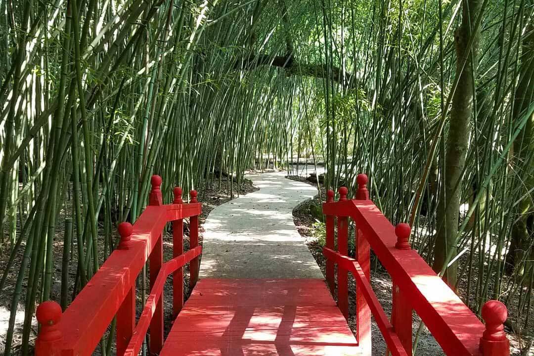Kanapaha Botanical Gardens Bamboo.