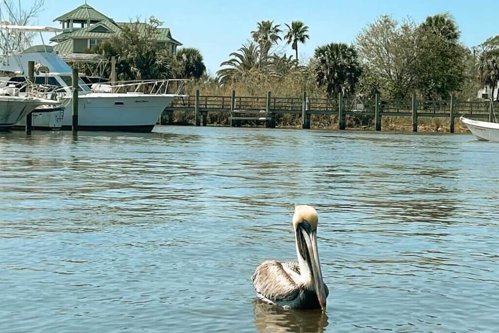 Pelican in the water of Apalachicola Bay