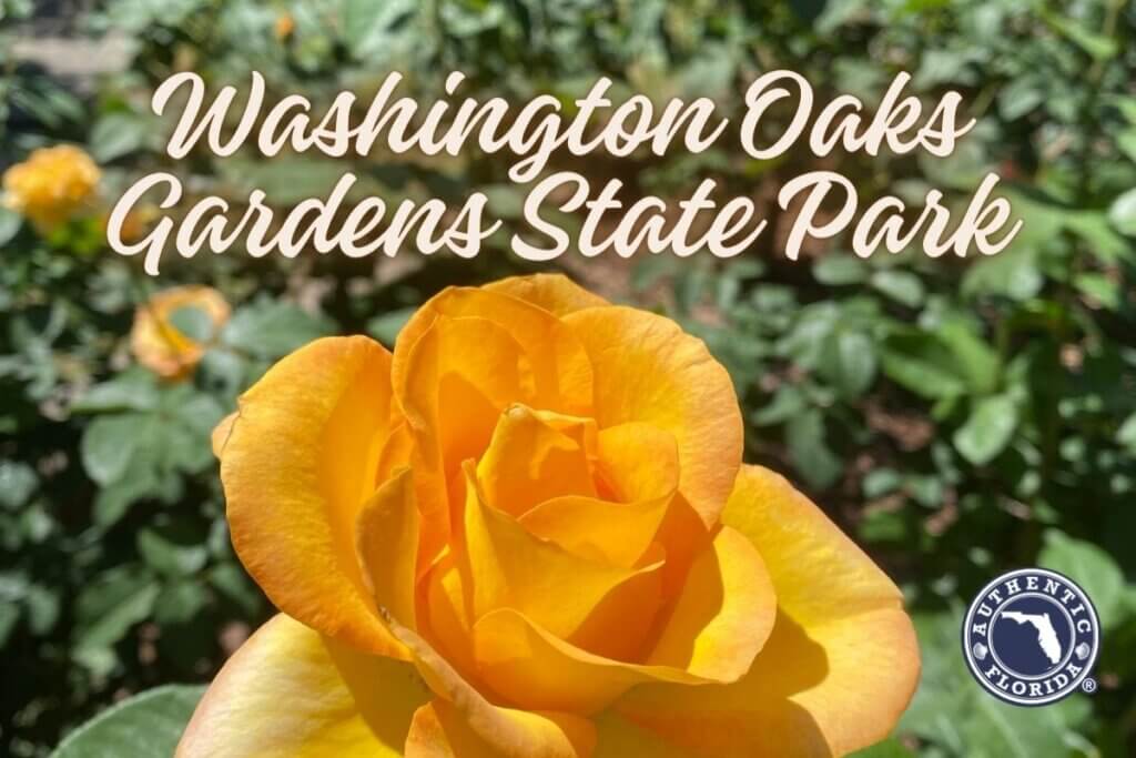 Washington Oaks Gardens State Park flower