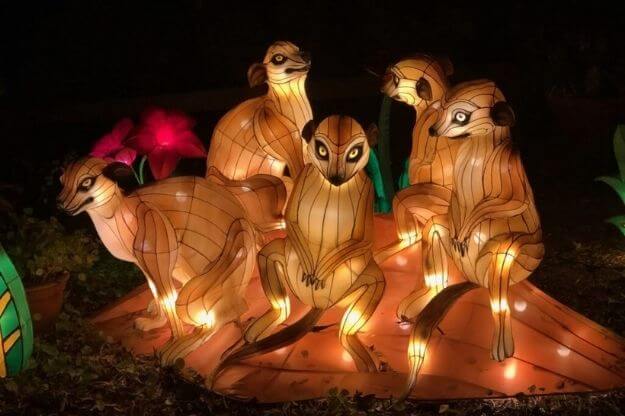 Photo of lemur lanterns