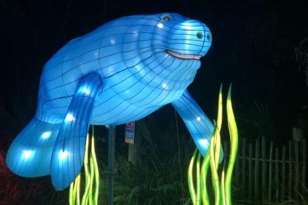 Photo of a manatee lantern