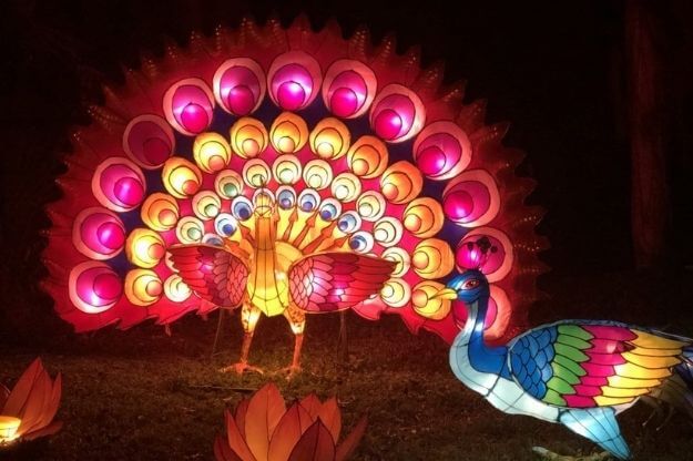 Peacock lantern lit up at night. 