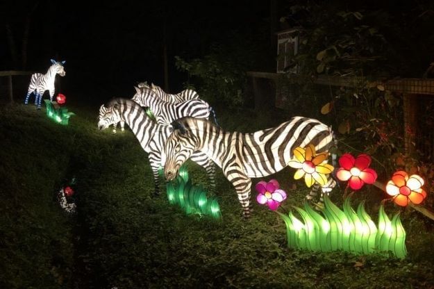 Zebra lantern at the Central Florida Zoo and Botanical Gardens