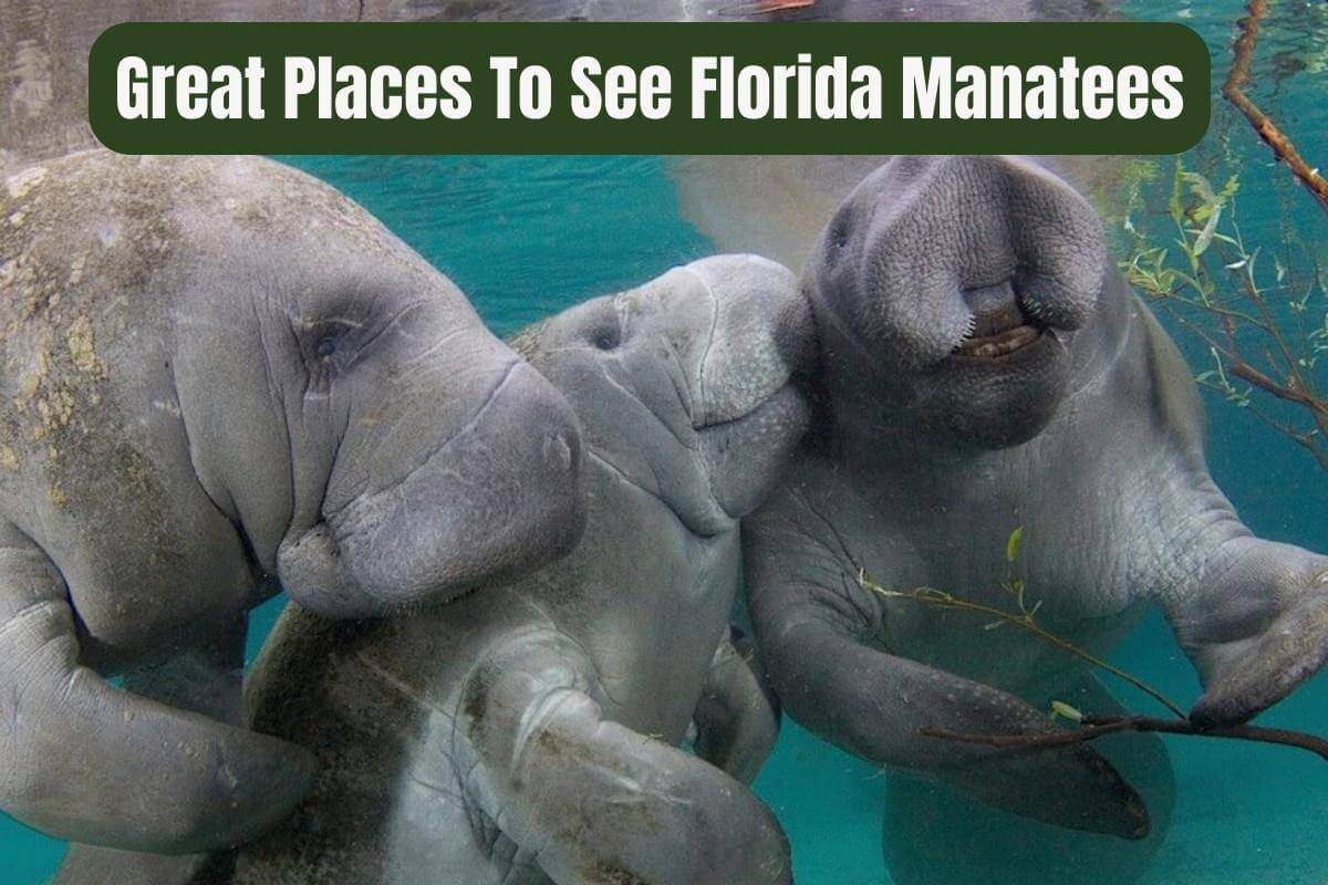 Great Places To See Florida Manatees in 2023