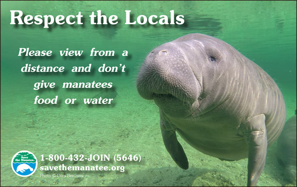 Don't Feed or Water the Florida Manatees. 