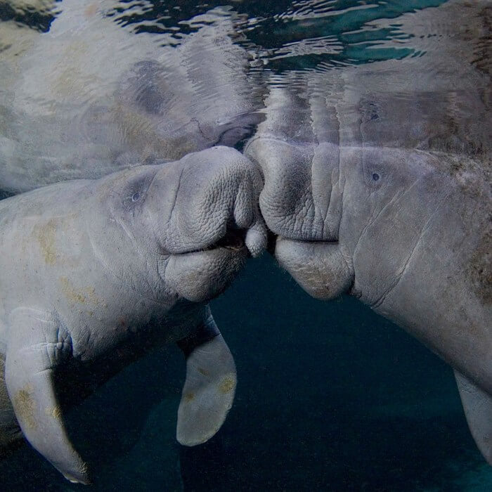 Manatees nose to nose in the water by David Schricte. 