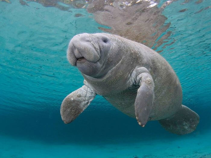 Manatee swimming in the water by David Schricte. 