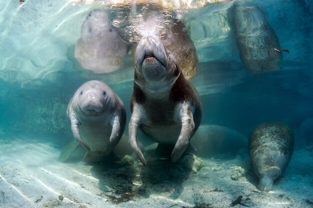 Manatees under the water. 