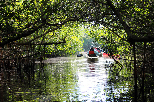 Photo of people kayaking in a mangrove tunnel