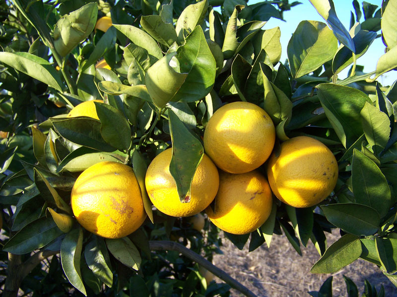 Photo of lemons on a tree