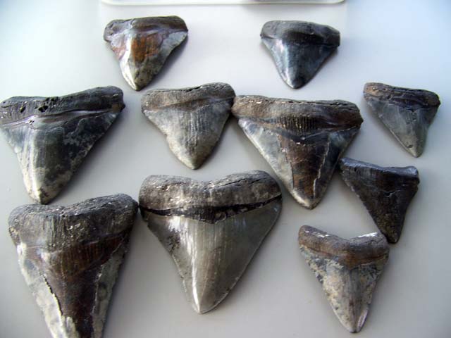 Photo of shark teeth