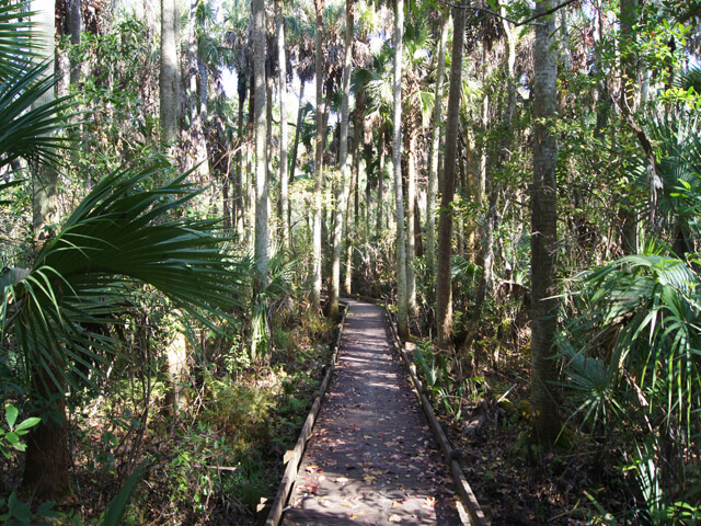 Photo of a wooden walking trail in the woods