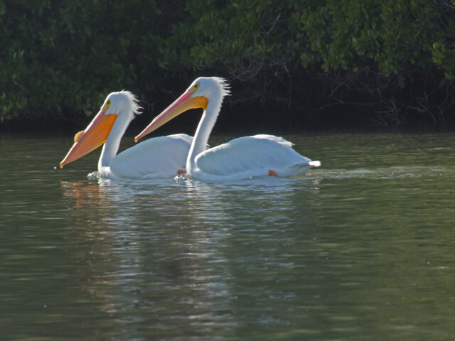 Photo of two white pelicans swimming