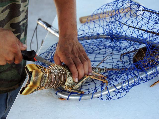 Photo of a man cutting a lobster