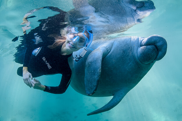 Swimming with a manatee 