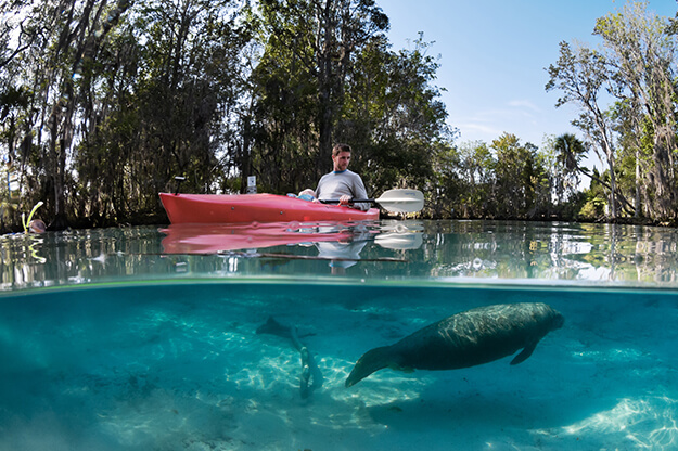 Manatee under a kayak 