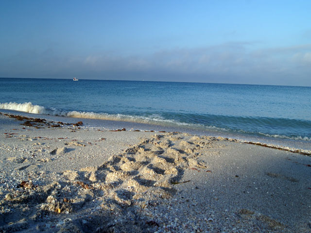 Sea turtle tracks leading to the ocean