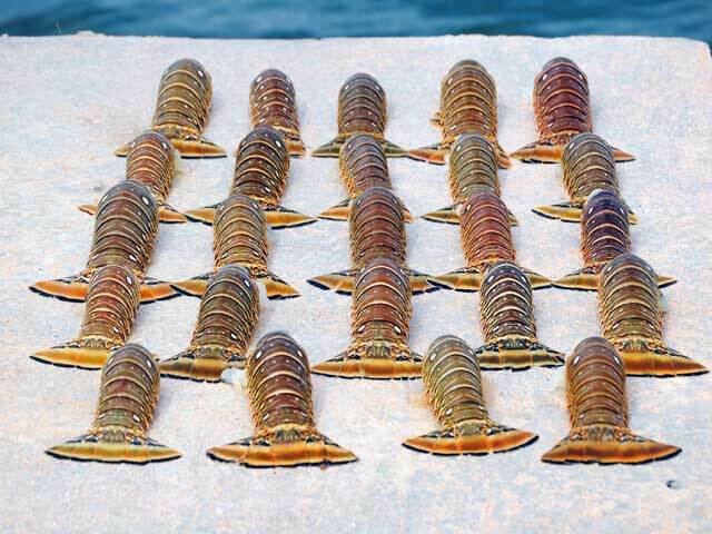 Photo of lobster tails