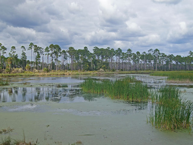 Photo of a swamp with trees