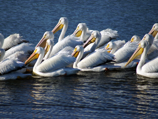 Group of white pelicans.