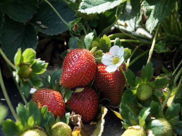 Photo of a strawberry plant