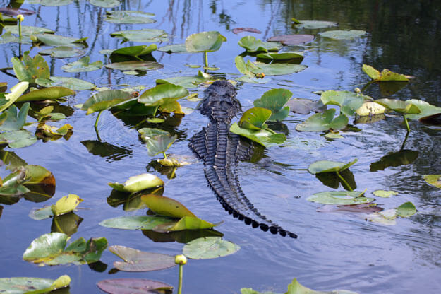 Photo of American Alligator