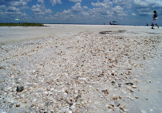 Anclote Key beach with shells