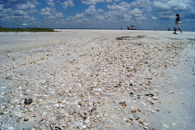 Photo of shells on Anclote Beach