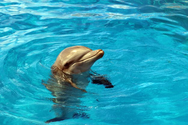 Photo of a dolphin at Marineland