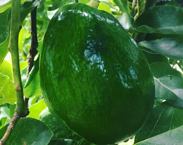 avocado on a tree. 