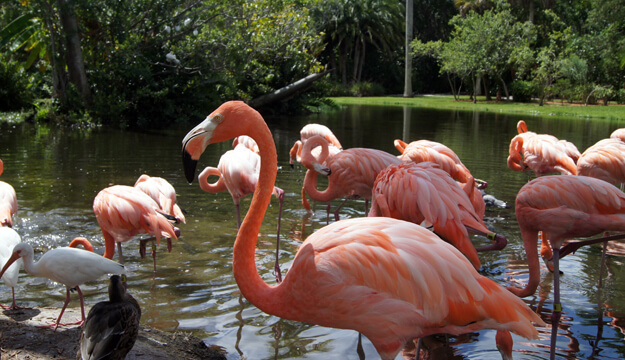 Flamingos in the water at Sarasota Jungle Gardens