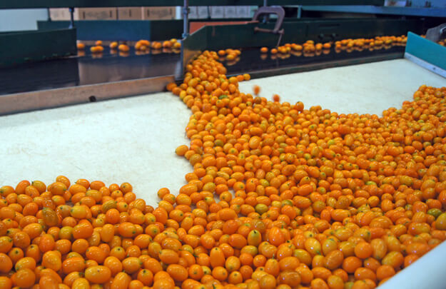 Photo of kumquats on a conveyor