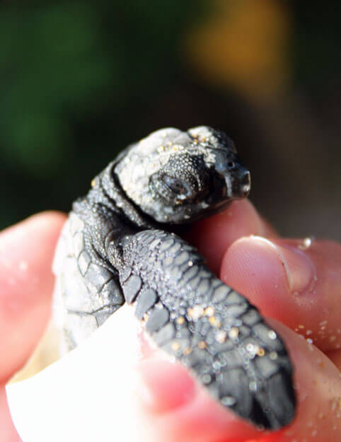 Photo of a baby sea turtle