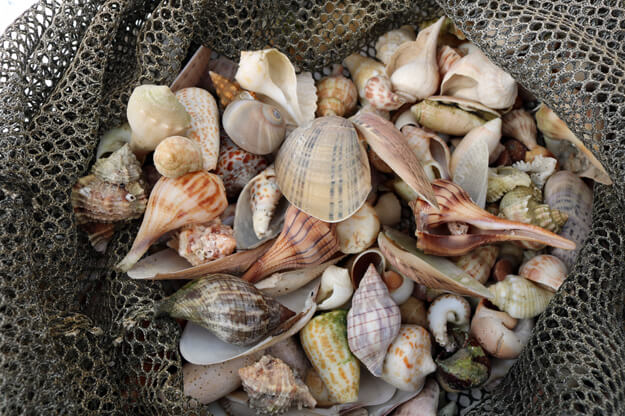 Photo of a bag of shells from the beach