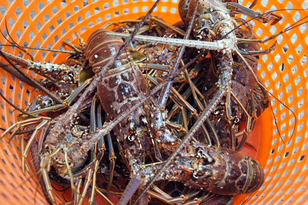 Photo of a basket of lobsters
