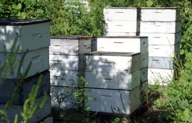 Photo of bee hives