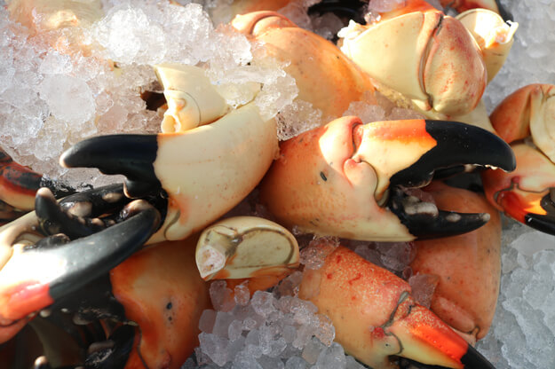 Photo of Florida Stone Crab Claws