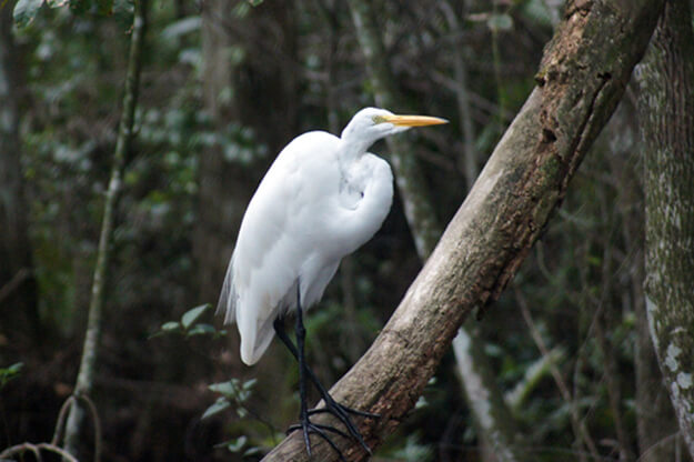 Photo of an egret