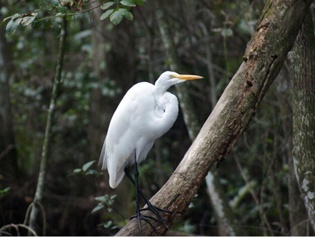 Photo of an Everglades Great Egret