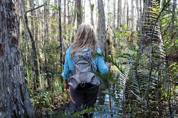 Photo of Big Cypress National Preserve Swamp Walk
