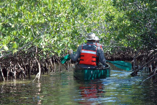 Photo of Biscayne Mangroves